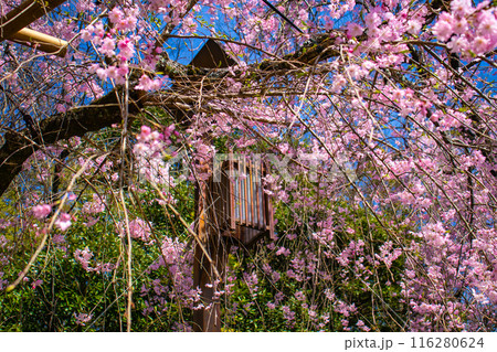 【京都風景】賀茂川　半木の道の桜 116280624