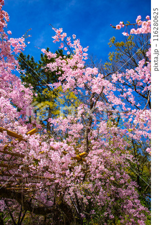 【京都風景】賀茂川 半木の道の桜 【京都風景】賀茂川 半木の道の桜 116280625