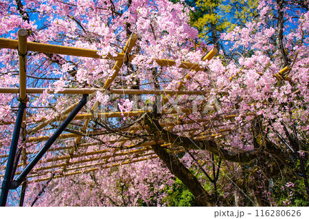 【京都風景】賀茂川　半木の道の桜 116280626