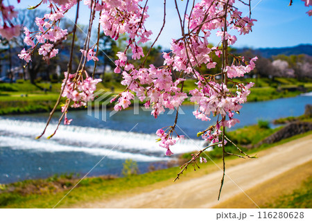 【京都風景】賀茂川　半木の道の桜 116280628
