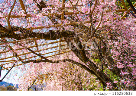 【京都風景】賀茂川　半木の道の桜 116280638