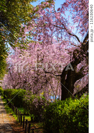 【京都風景】賀茂川 半木の道の桜 【京都風景】賀茂川 半木の道の桜 116280640