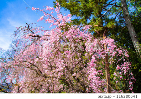 【京都風景】賀茂川　半木の道の桜 116280641