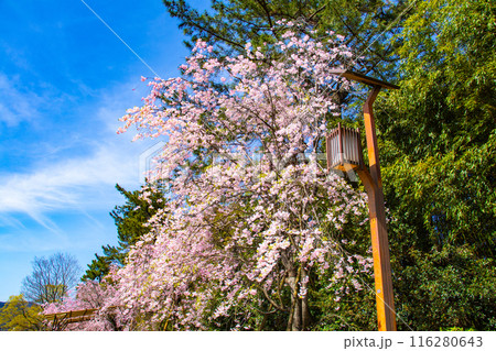 【京都風景】賀茂川　半木の道の桜 116280643