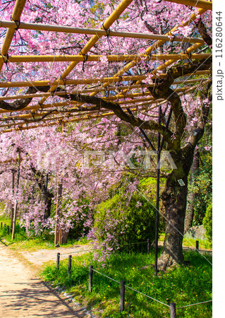 【京都風景】賀茂川 半木の道の桜 【京都風景】賀茂川 半木の道の桜 116280644