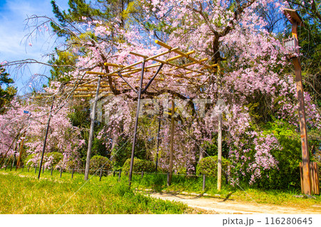 【京都風景】賀茂川 半木の道の桜 【京都風景】賀茂川 半木の道の桜 116280645