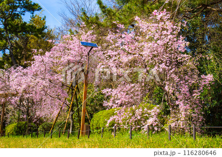 【京都風景】賀茂川 半木の道の桜 【京都風景】賀茂川 半木の道の桜 116280646