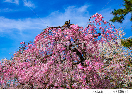 【京都風景】賀茂川　半木の道の桜 116280656
