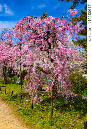 【京都風景】賀茂川 半木の道の桜 【京都風景】賀茂川 半木の道の桜 116280657