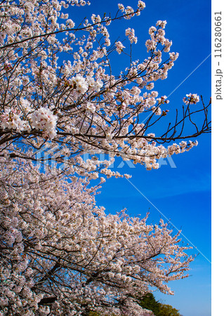 【京都風景】賀茂川　半木の道の桜 116280661