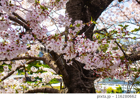【京都風景】賀茂川 半木の道の桜 【京都風景】賀茂川 半木の道の桜 116280662