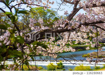 【京都風景】賀茂川　半木の道の桜 116280663