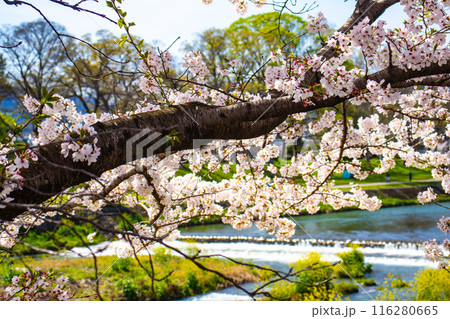 【京都風景】賀茂川　半木の道の桜 116280665