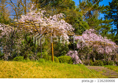 【京都風景】賀茂川　半木の道の桜 116280666