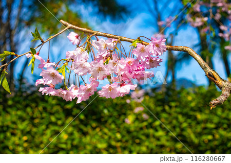 【京都風景】賀茂川　半木の道の桜 116280667