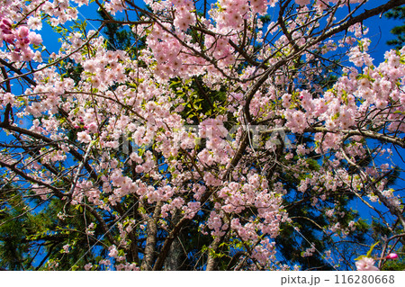 【京都風景】賀茂川 半木の道の桜 【京都風景】賀茂川 半木の道の桜 116280668