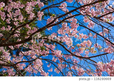 【京都風景】賀茂川 半木の道の桜 【京都風景】賀茂川 半木の道の桜 116280669