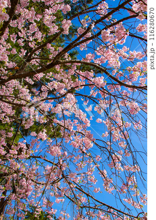 【京都風景】賀茂川 半木の道の桜 【京都風景】賀茂川 半木の道の桜 116280670