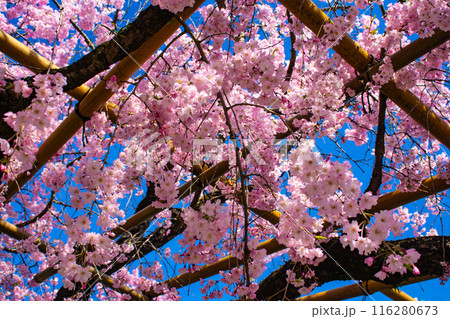 【京都風景】賀茂川 半木の道の桜 【京都風景】賀茂川 半木の道の桜 116280673