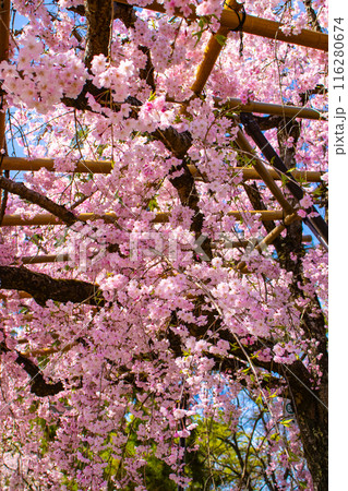 【京都風景】賀茂川　半木の道の桜 116280674