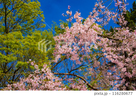 【京都風景】賀茂川 半木の道の桜 【京都風景】賀茂川 半木の道の桜 116280677