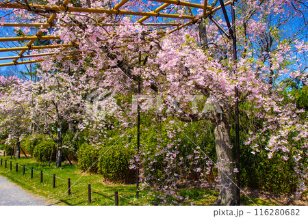 【京都風景】賀茂川　半木の道の桜 116280682