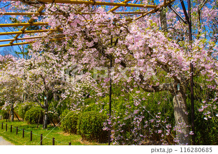 【京都風景】賀茂川　半木の道の桜 116280685