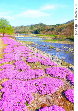 芝桜　シバザクラ　しばざくら　立谷川　桜　山形市 116280700