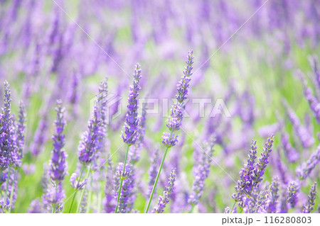 初夏の河口湖に咲いたラベンダー 初夏の河口湖に咲いたラベンダー 116280803