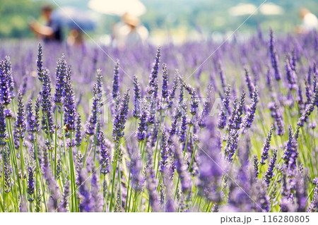 ラベンダー畑を散策する観光客の姿 ラベンダー畑を散策する観光客の姿 116280805