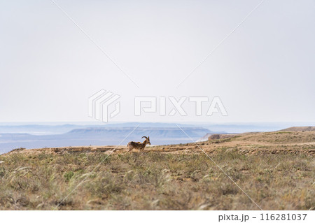 カザフスタンのマンギスタウに生息するコウジョウセンガゼル カザフスタンのマンギスタウに生息するコウジョウセンガゼル 116281037