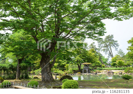 欅の巨樹と大型雪見灯篭 国指定名勝 旧池田氏庭園 秋田県 欅の巨樹と大型雪見灯篭 国指定名勝 旧池田氏庭園 秋田県 116281135