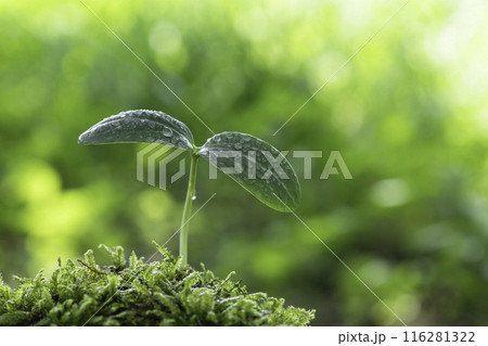 雨上がりの森林に芽生えた水滴のついた新芽 116281322