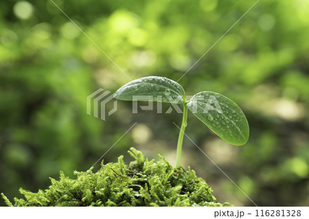 雨上がりの森林に芽生えた水滴のついた新芽 雨上がりの森林に芽生えた水滴のついた新芽 116281328