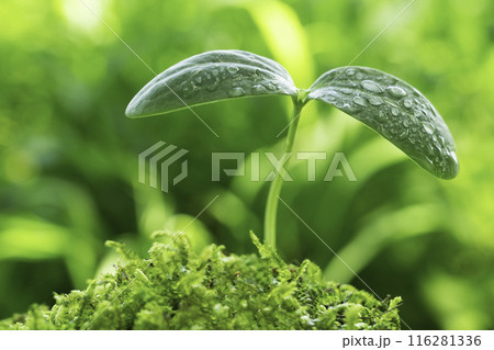 雨上がりの森林に芽生えた水滴のついた新芽 116281336
