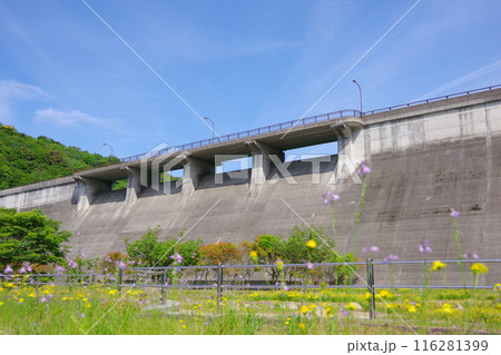 兵庫県淡路島　大日ダム 116281399