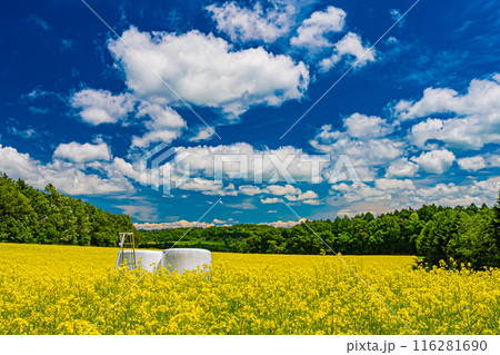 北海道　安平町の菜の花畑 116281690
