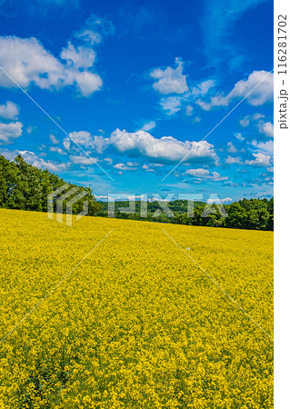 北海道 安平町の菜の花畑 北海道 安平町の菜の花畑 116281702