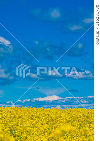 北海道 安平町の菜の花畑 北海道 安平町の菜の花畑 116281730