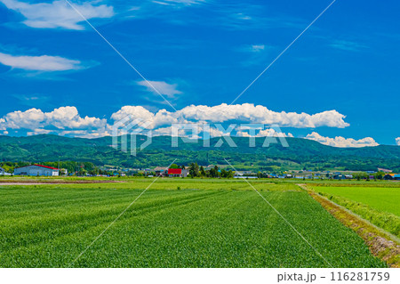 北海道 安平町の菜の花畑 北海道 安平町の菜の花畑 116281759