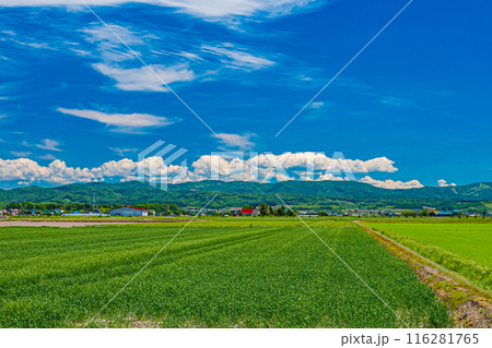 北海道 安平町の菜の花畑 北海道 安平町の菜の花畑 116281765