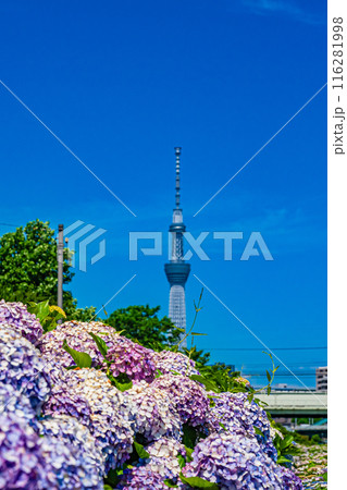 東京　旧中川水辺公園の紫陽花 116281998