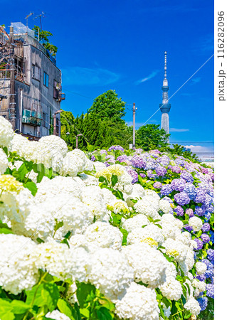 東京　旧中川水辺公園の紫陽花 116282096
