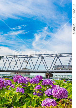 東京　江戸川　小岩菖蒲園の風景 116282133
