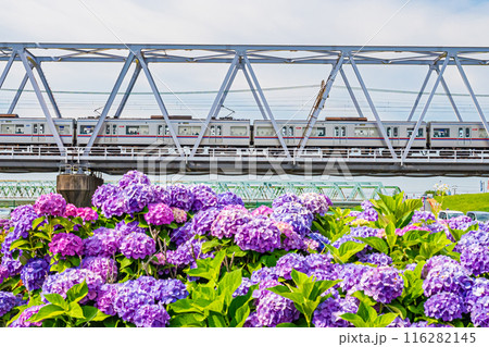 東京 江戸川 小岩菖蒲園の風景 東京 江戸川 小岩菖蒲園の風景 116282145