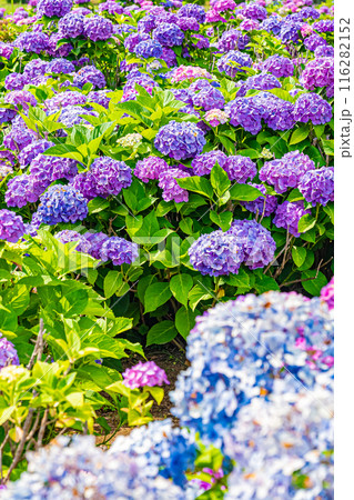 東京 江戸川 小岩菖蒲園の風景 東京 江戸川 小岩菖蒲園の風景 116282152