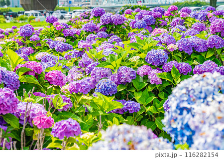 東京　江戸川　小岩菖蒲園の風景 116282154