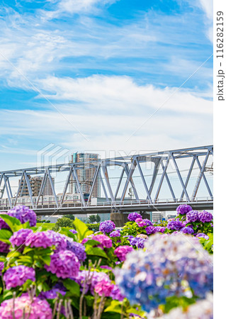 東京 江戸川 小岩菖蒲園の風景 東京 江戸川 小岩菖蒲園の風景 116282159
