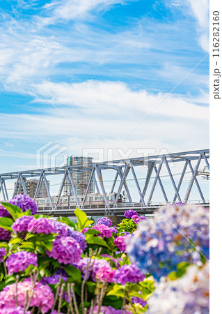 東京　江戸川　小岩菖蒲園の風景 116282160