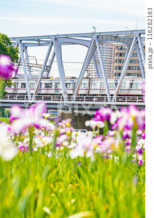東京　江戸川　小岩菖蒲園の風景 116282163